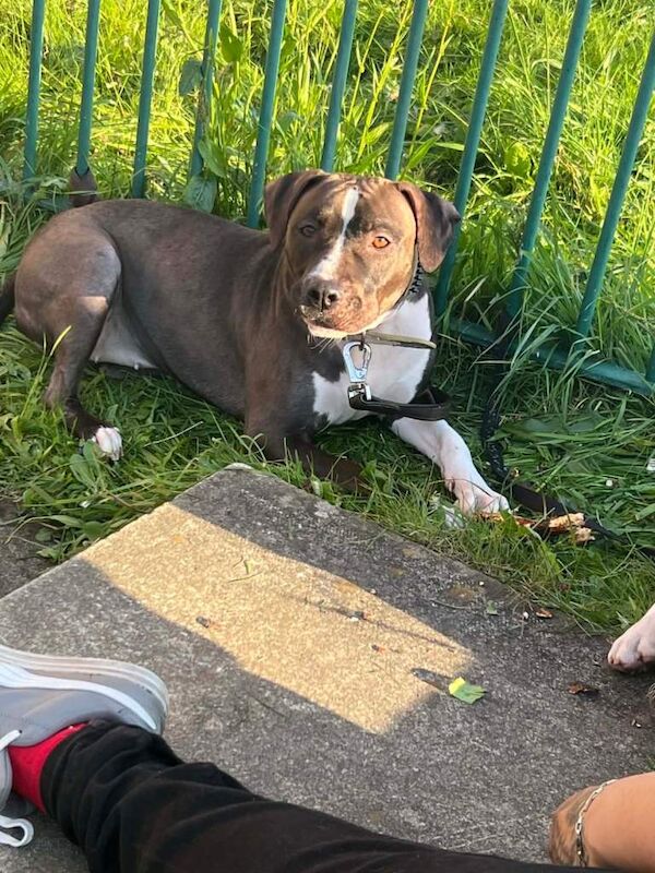 Staffordshire Bull Terrier puppies for sale in Allerton, West Yorkshire – 1 week old