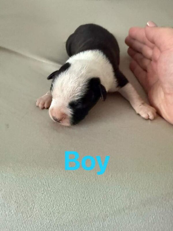 Staffy puppies for sale - Image 2 of 4