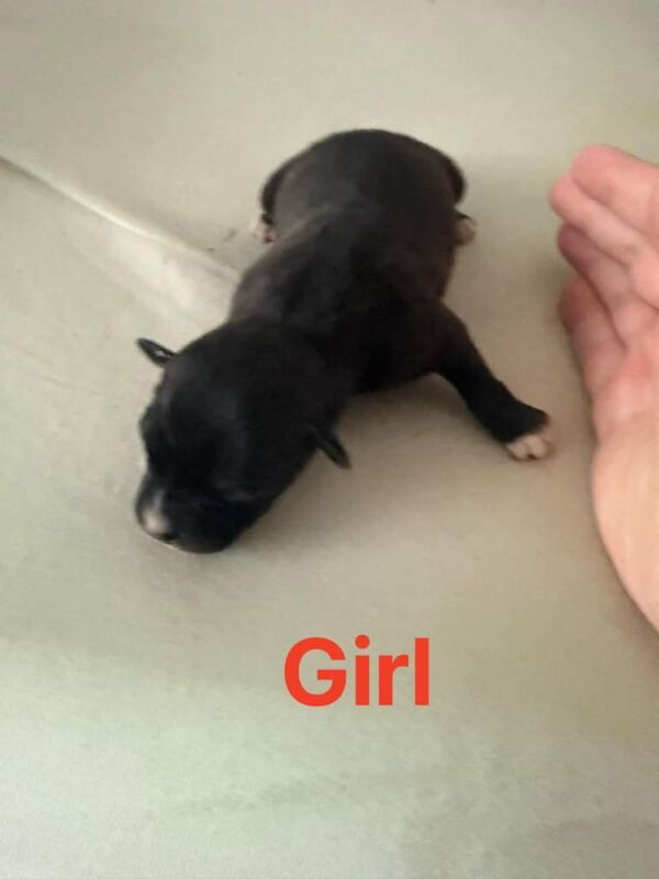 Staffy puppies for sale - Image 3 of 4