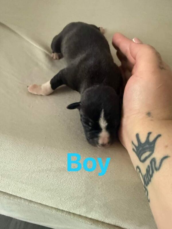 Staffy puppies for sale - Image 4 of 4