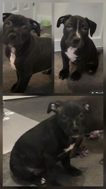 Staffordshire Bull Terrier Puppies For Sale Under £1,000