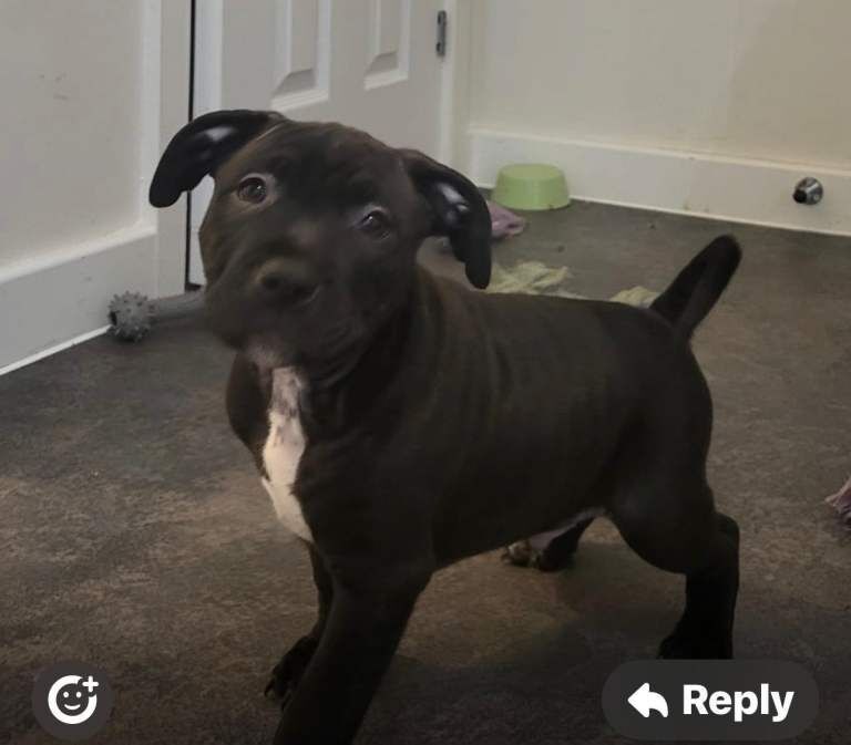 Staffy puppies looking for a forevwr home can be seen with mom - Image 3 of 3