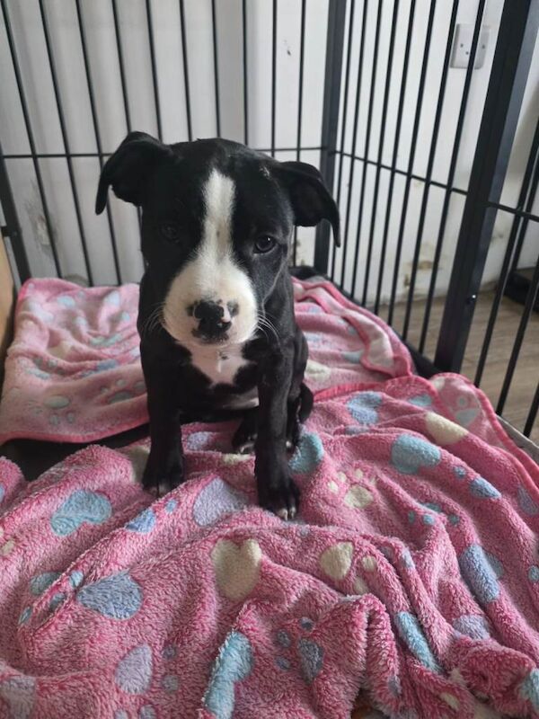 Staffy puppies looking for a loving home.