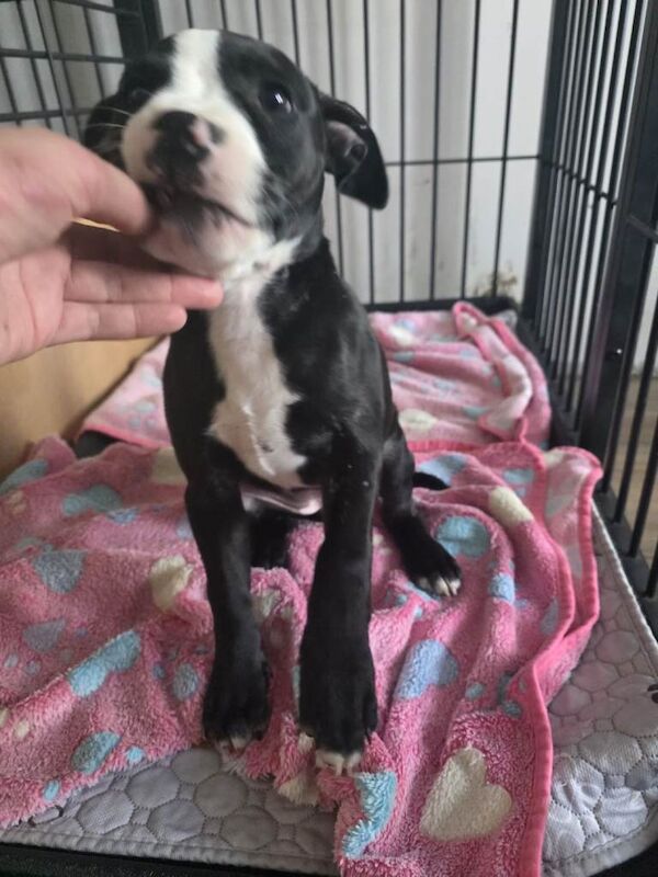 Staffy puppies looking for a loving home. - Image 2 of 3