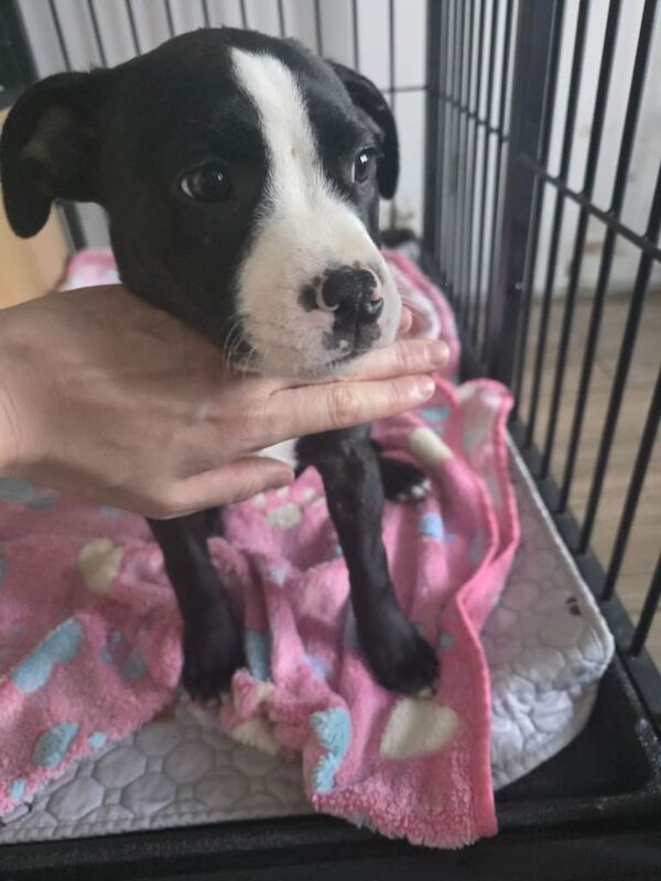 Staffy puppies looking for a loving home. - Image 3 of 3