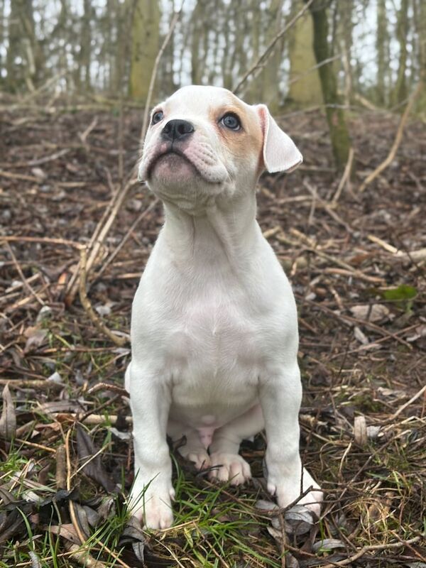 Staffy puppy - Image 2 of 3