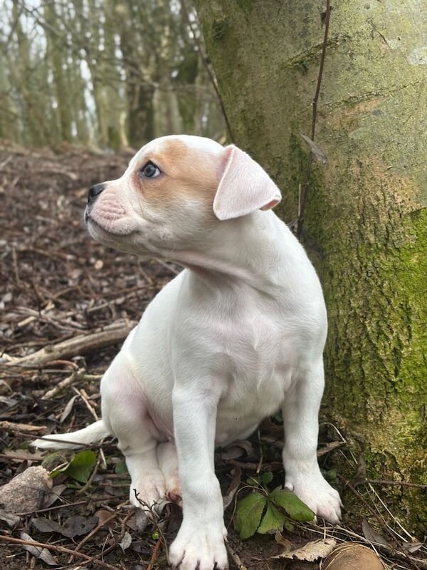 Staffy puppy - Image 3 of 3