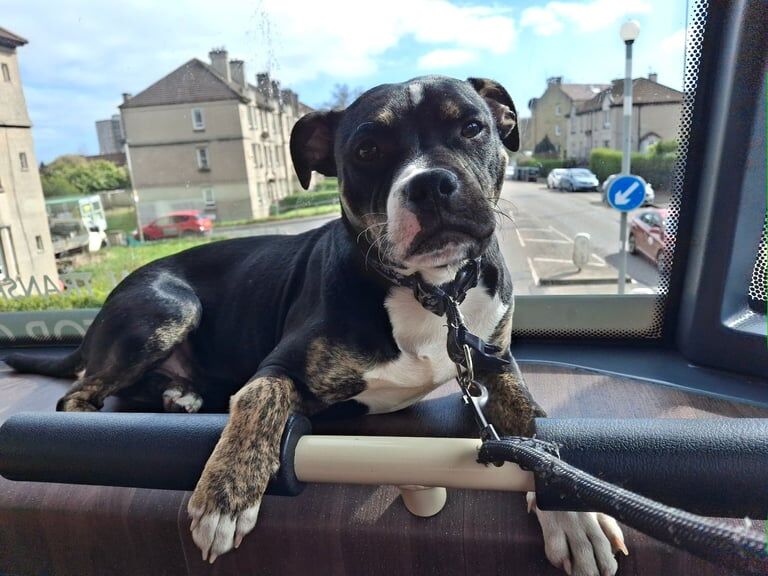 Staffy puppy for sale in Lochend, City of Edinburgh