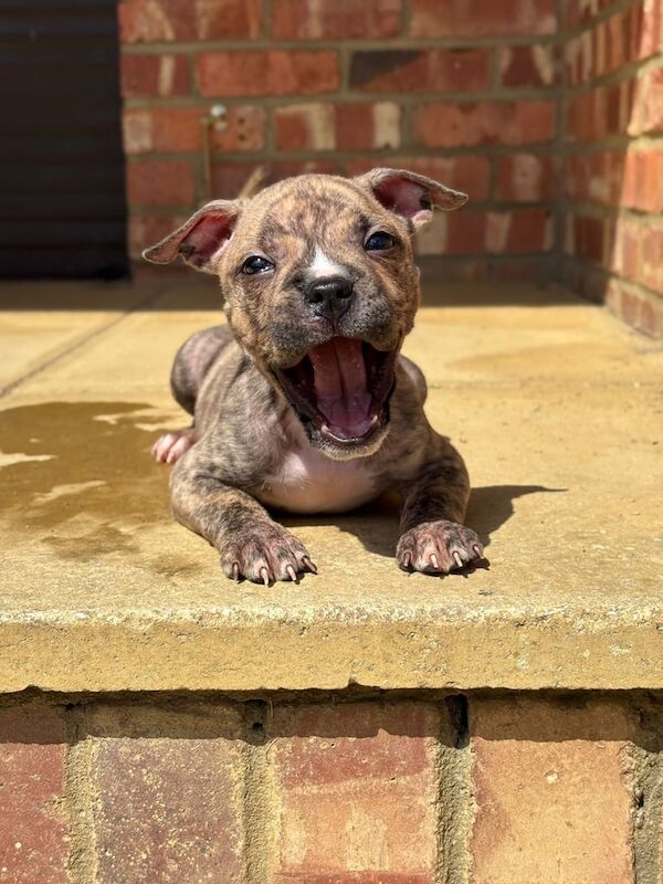 Staffy puppy for sale in Heathrow, London
