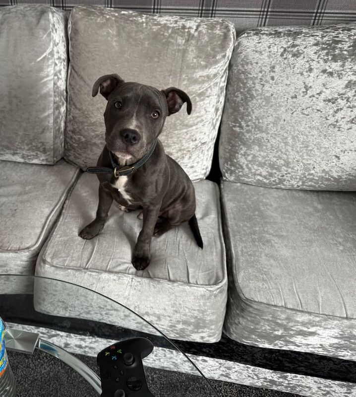 Staffy puppy for sale in Bedlington, Northumberland