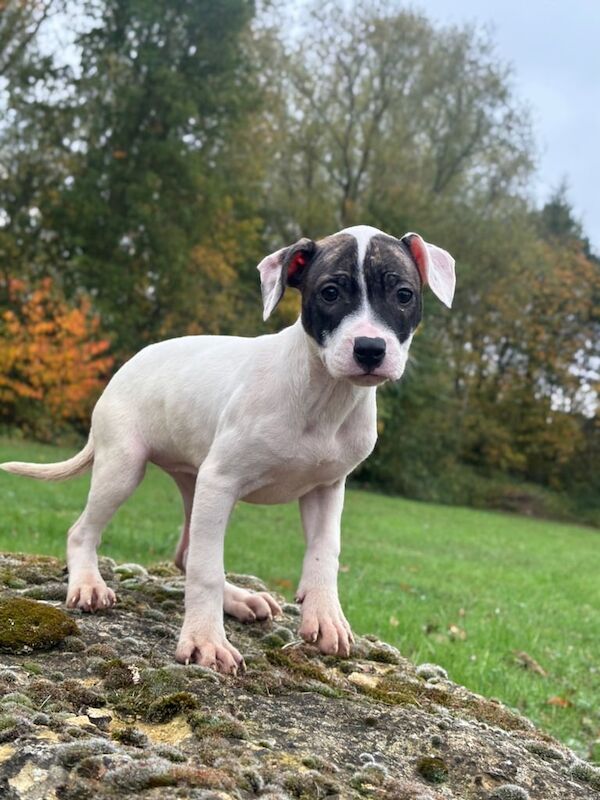 Staffordshire Bull Terrier puppies for sale in Brentford, Greater London – 4 months old - Image 2 of 3