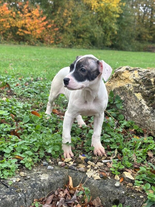 Staffordshire Bull Terrier puppies for sale in Brentford, Greater London – 4 months old - Image 3 of 3
