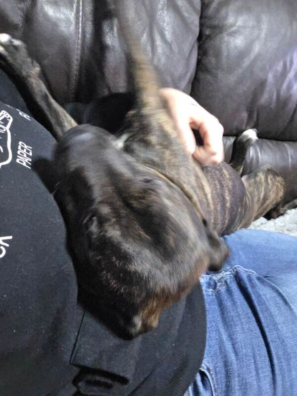 Staffordshire Bull Terrier puppies for sale in Tonypandy, Mid Glamorgan – 7 months old