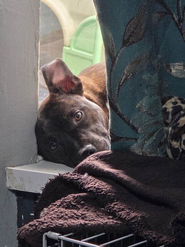 Staffordshire Bull Terrier puppies for sale in Tonypandy, Mid Glamorgan – 7 months old - Image 2 of 4