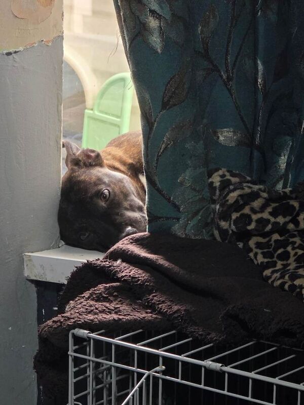 Staffordshire Bull Terrier puppies for sale in Tonypandy, Mid Glamorgan – 7 months old - Image 3 of 4