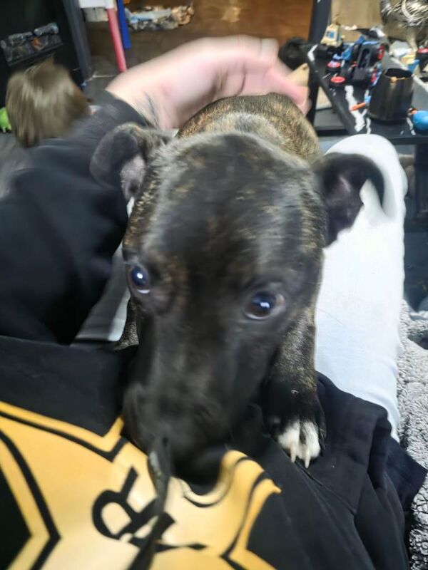 Staffordshire Bull Terrier puppies for sale in Tonypandy, Mid Glamorgan – 7 months old - Image 4 of 4