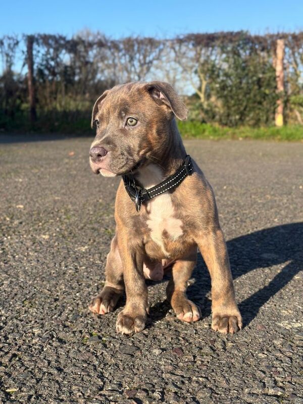 Staffordshire Bull Terrier puppies for sale in Brentford, Greater London – 9 weeks old