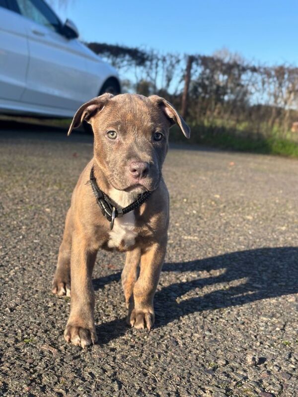 Staffordshire Bull Terrier puppies for sale in Brentford, Greater London – 9 weeks old - Image 2 of 4