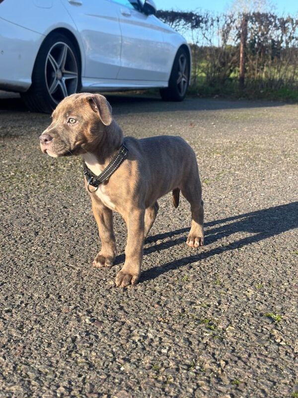 Staffordshire Bull Terrier puppies for sale in Brentford, Greater London – 9 weeks old - Image 4 of 4