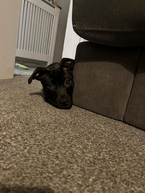 Staffie Puppies For Sale