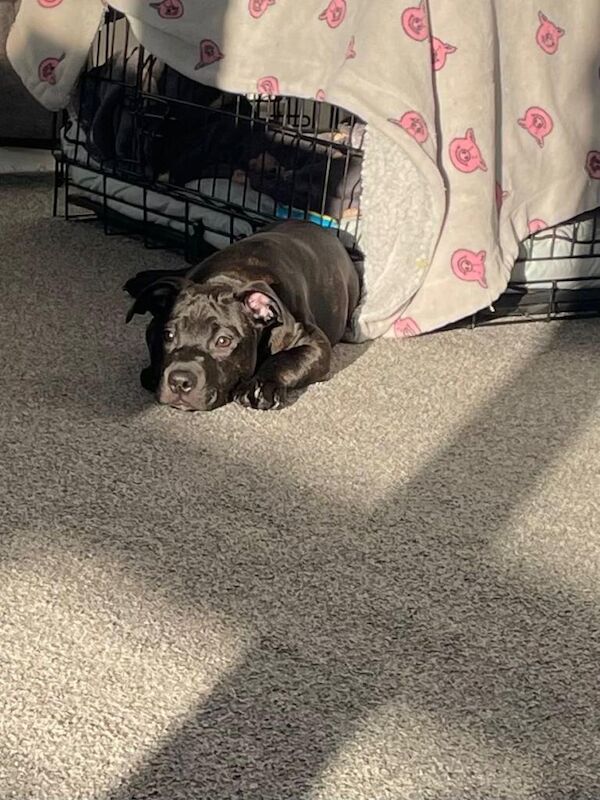 Staffy puppy - Image 2 of 4