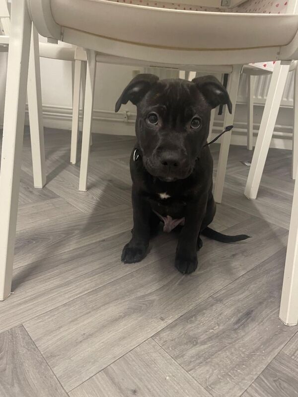 Staffy puppy - Image 3 of 4