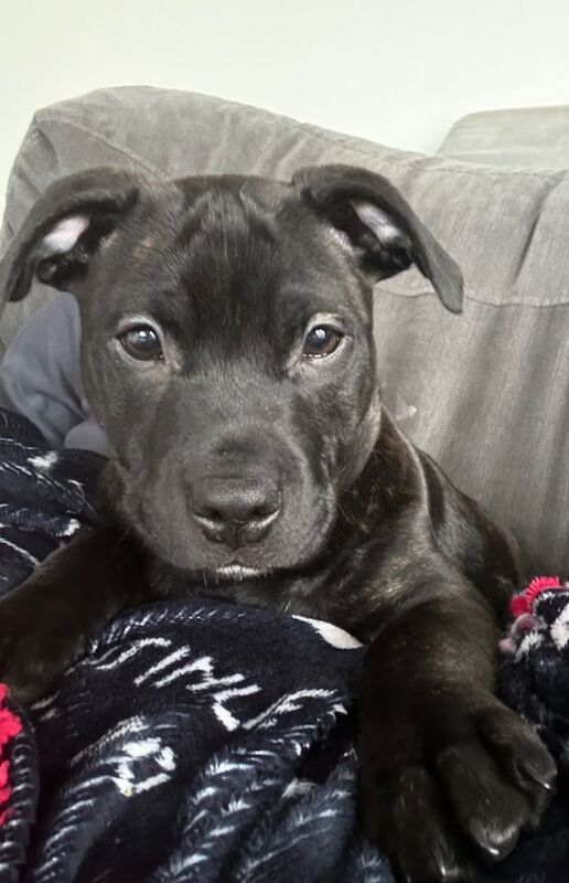 Staffy puppy - Image 4 of 4