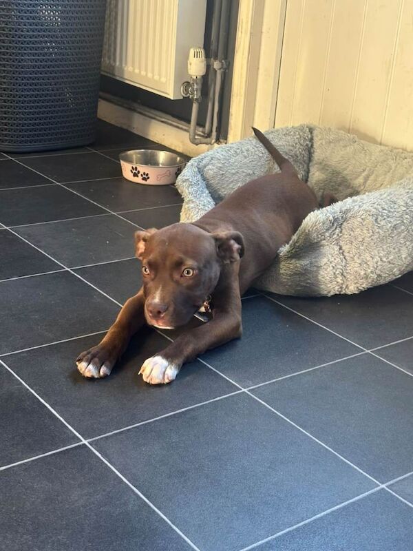 Staffy puppy
