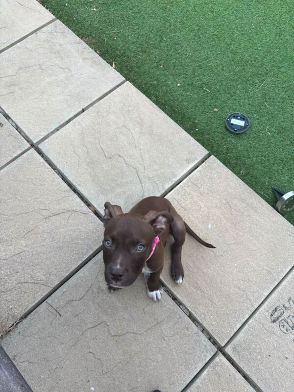 Staffy puppy - Image 2 of 4