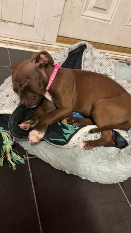 Staffy puppy - Image 3 of 4