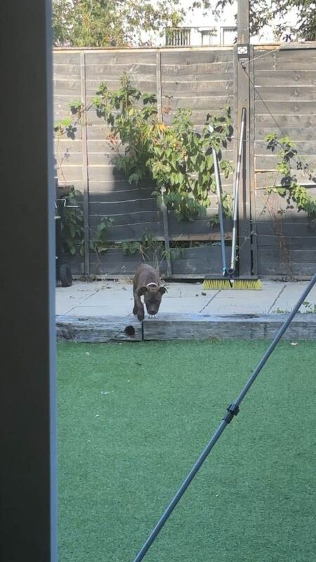 Staffy puppy - Image 4 of 4
