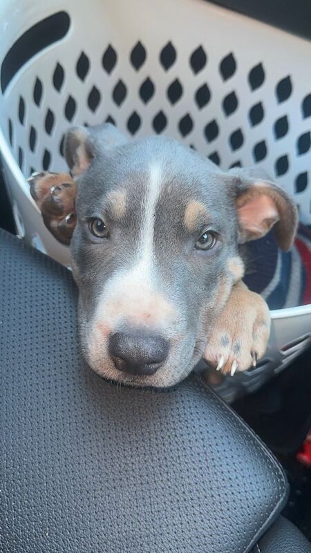 Staffy Puppy Brindle Blue Tan White Tri Boy London Staffordshire Bull Terrier - Image 2 of 3