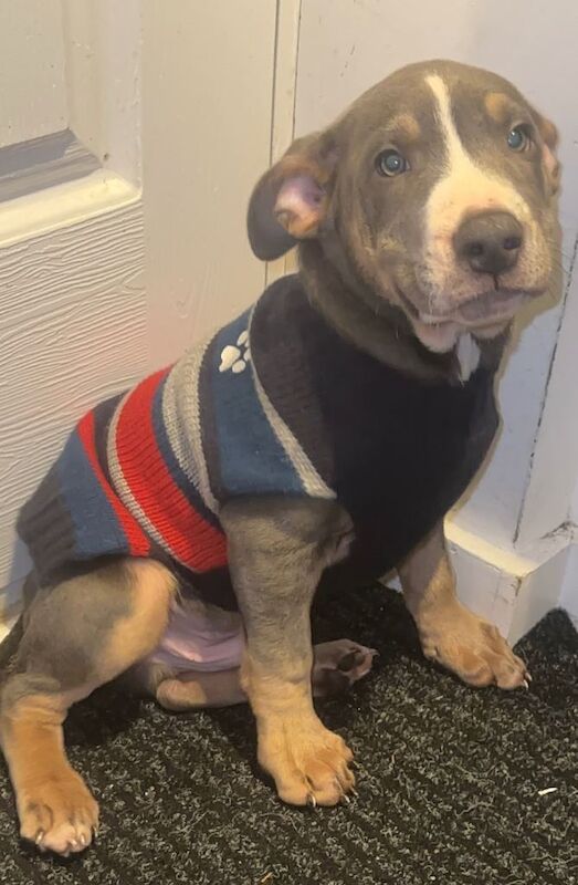 Staffy Puppy Brindle Blue Tan White Tri Boy London Staffordshire Bull Terrier - Image 3 of 3