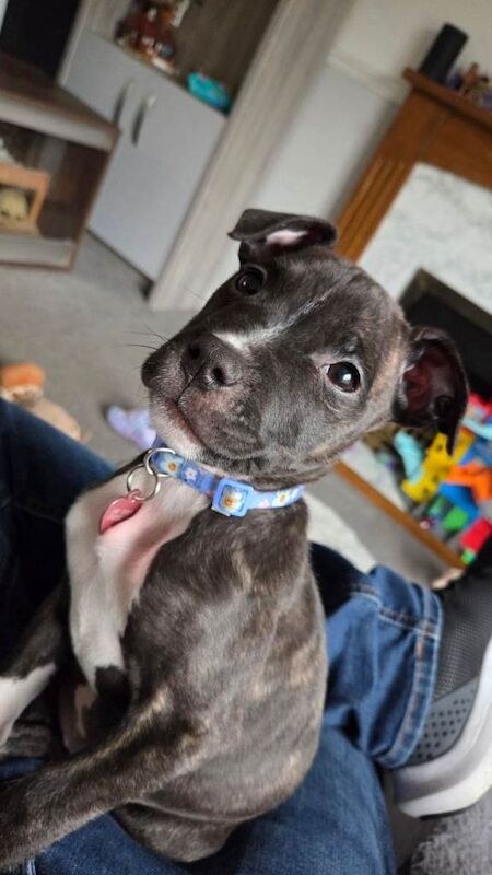 Staffordshire Bull Terrier Puppies For Sale Under £1,000