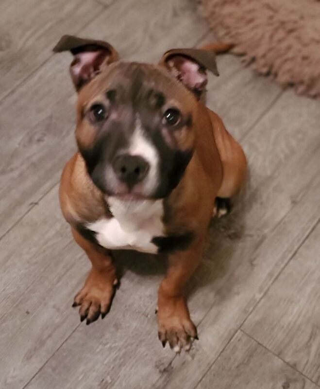 Staffordshire Bull Terrier puppies for sale in Belfast, County Antrim – KC registered, 4 months old