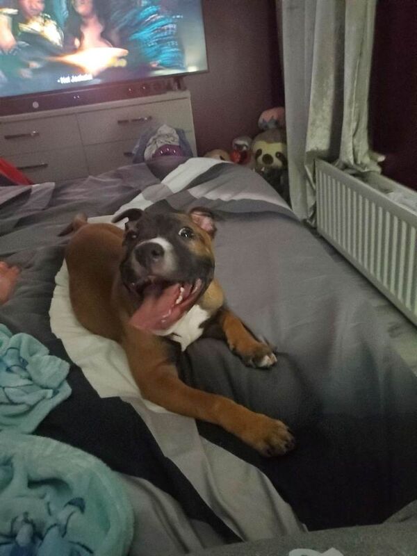 Staffordshire Bull Terrier puppies for sale in Belfast, County Antrim – KC registered, 4 months old - Image 2 of 2