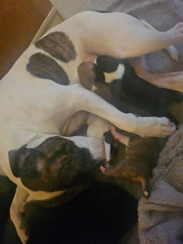 Staffordshire Bull Terrier puppies for sale in Darlington, Durham – 3 weeks old