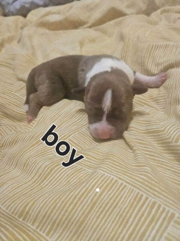 Staffordshire Bull Terrier puppies for sale in Darlington, Durham – 6 days old - Image 2 of 6