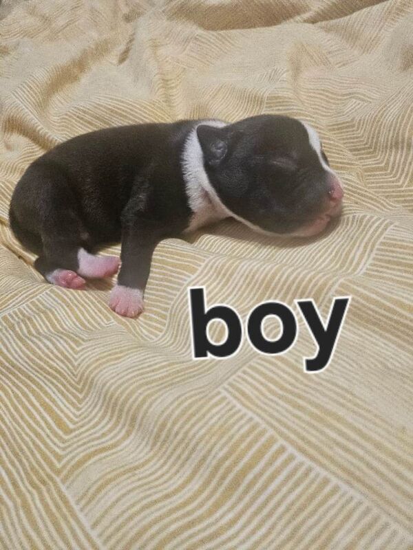 Staffordshire Bull Terrier puppies for sale in Darlington, Durham – 6 days old - Image 3 of 6