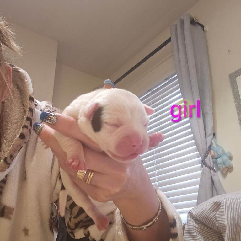 Staffordshire Bull Terrier puppies for sale in Darlington, Durham – 6 days old - Image 4 of 6