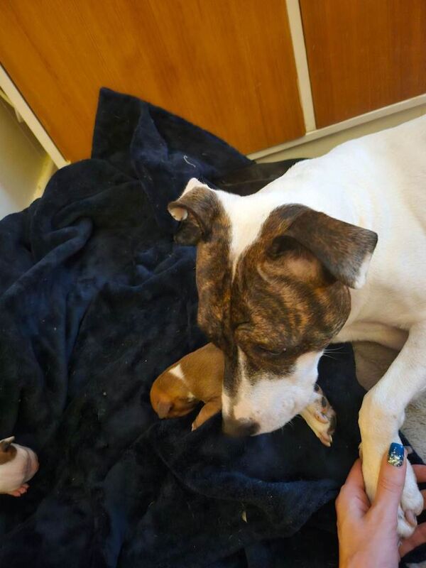 Staffordshire Bull Terrier puppies for sale in Darlington, Durham – 6 days old - Image 5 of 6