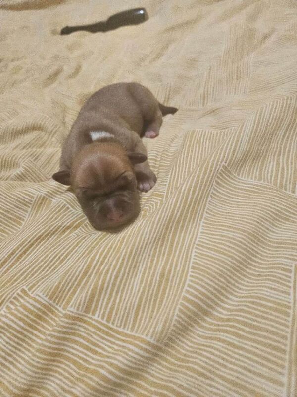 Staffordshire Bull Terrier puppies for sale in Darlington, Durham – 6 days old - Image 6 of 6