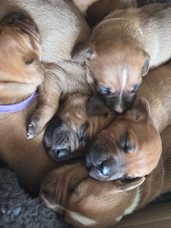 Staffy pups.