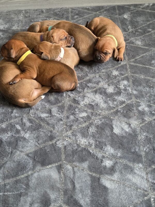 Staffy pups. - Image 2 of 8
