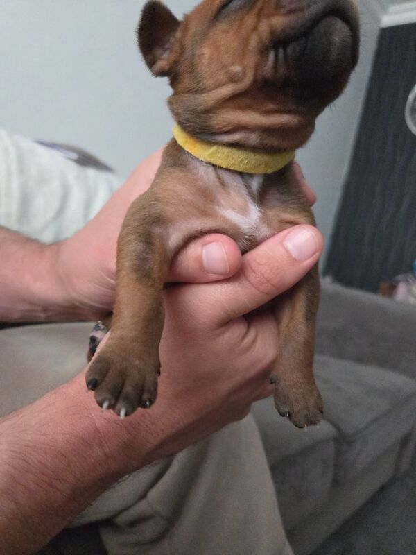 Staffy pups. - Image 3 of 8