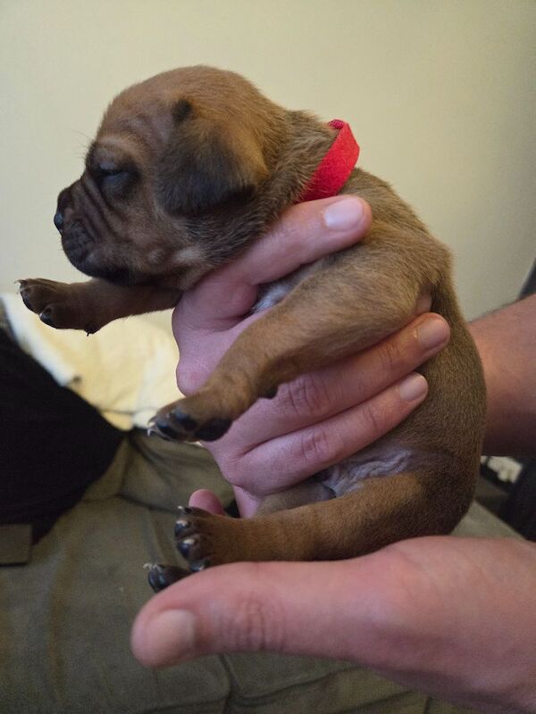 Staffy pups. - Image 4 of 8
