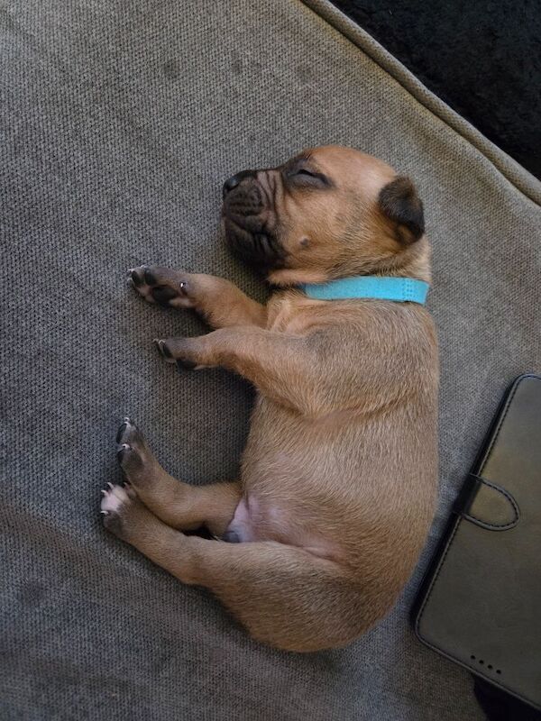 Staffy pups. - Image 5 of 8