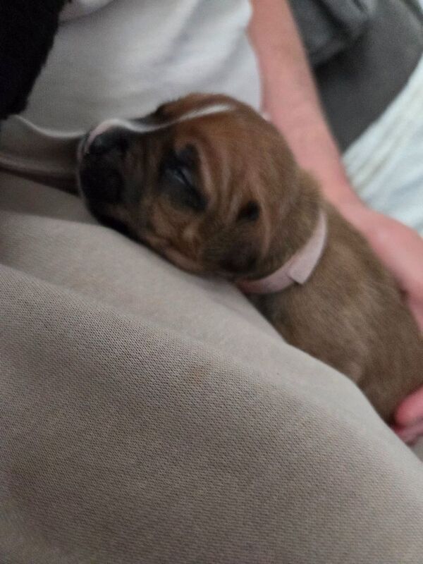 Staffy pups. - Image 6 of 8