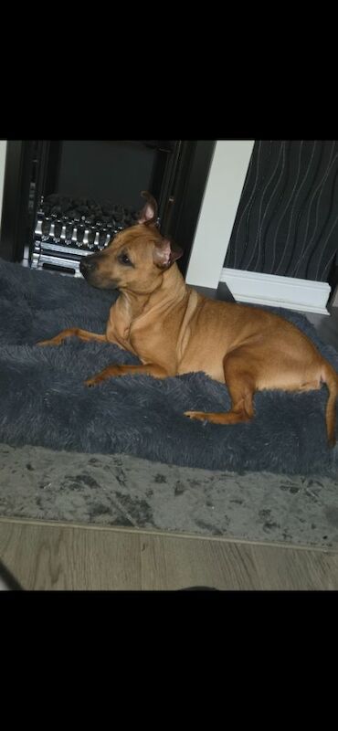 Staffy pups. - Image 7 of 8