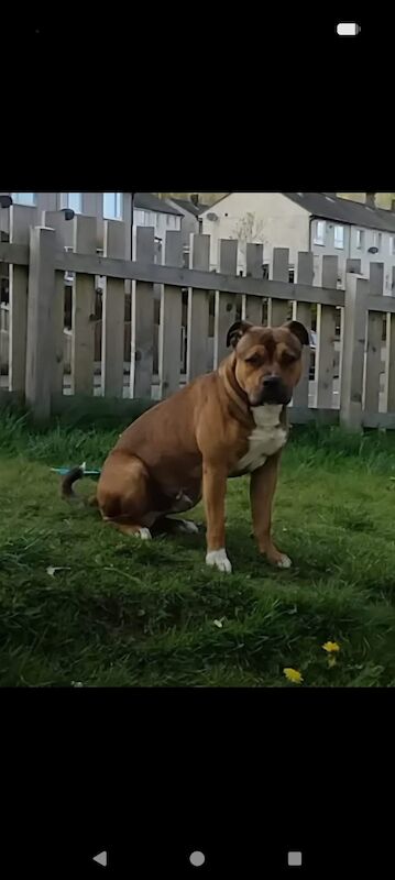 Staffy pups. - Image 8 of 8